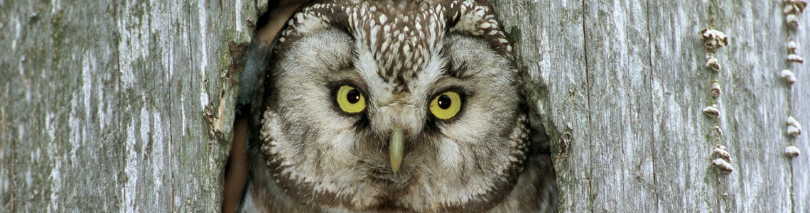 Pärluggla tittar fram ur bohål i en trädstam.